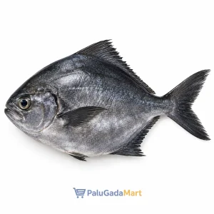 ikan bawal hitam segar