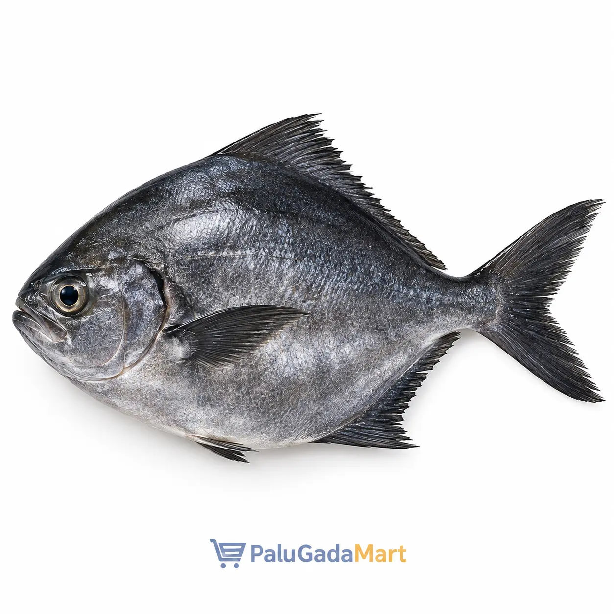 ikan bawal hitam segar