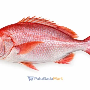 ikan kakap merah